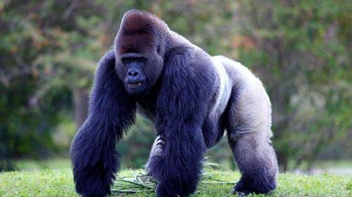 国产大猩猩变形玩具视频,创意无限，玩转童趣时光