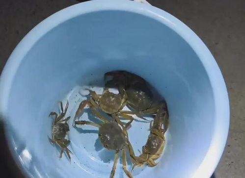 国产螃蟹的视频,鲜美滋味，探寻中华美食之源