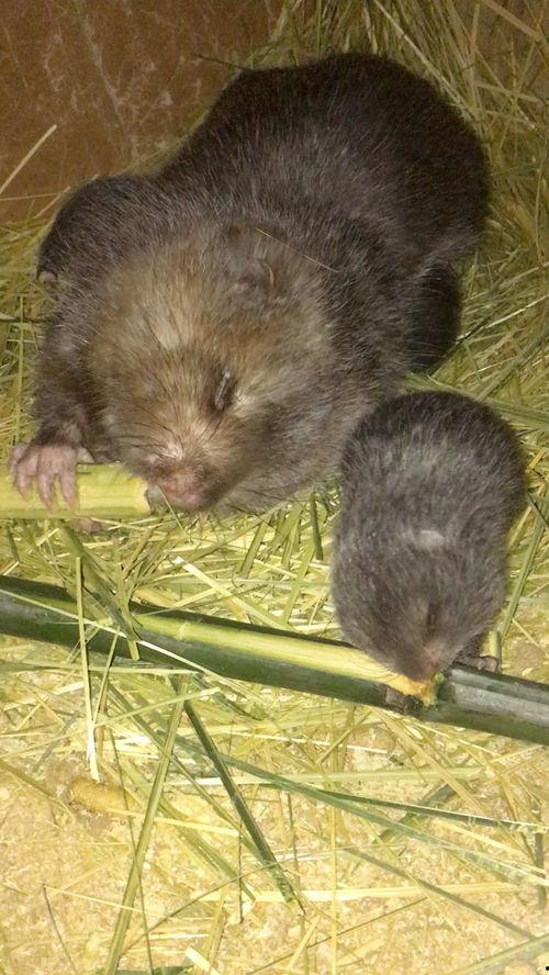 国产小白貂怎么养殖的视频,视频揭秘国产养殖全过程