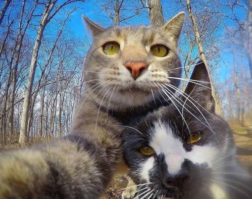 猫咪国产吧自拍视频,猫咪日常萌态大盘点