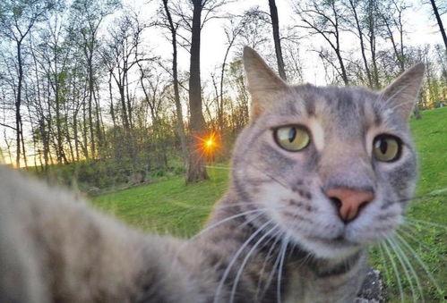 猫咪国产吧自拍视频,猫咪日常萌态大盘点