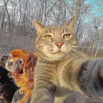 猫咪国产吧自拍视频,猫咪日常萌态大盘点