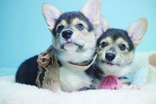 国产克隆犬视频,视频揭秘克隆犬诞生全过程