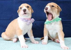 国产克隆犬视频,视频揭秘克隆犬诞生全过程