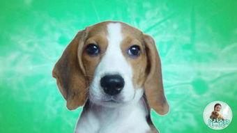 国产克隆犬视频,视频揭秘克隆犬诞生全过程