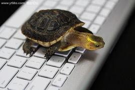 国产老乌龟视频