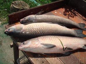 青鱼视频国产片,青鱼视频中的光影魅力