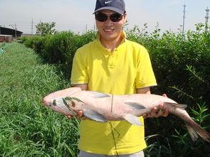 青鱼视频国产片,青鱼视频中的光影魅力