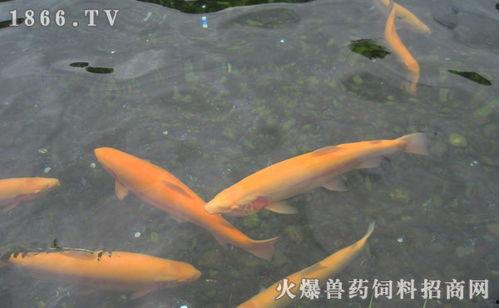 国产虹鳟鱼养殖方法视频,视频详解养殖全过程