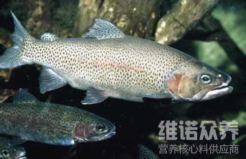 国产虹鳟鱼养殖方法视频,视频详解养殖全过程