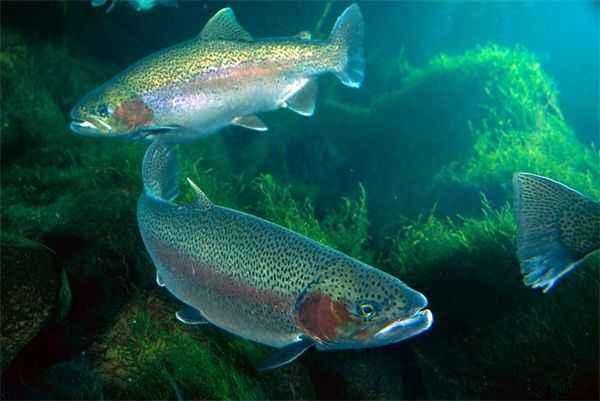 国产虹鳟鱼养殖方法视频,视频详解养殖全过程