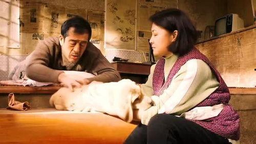 国产爱情催泪电影视频,一部催泪电影的视频回顾