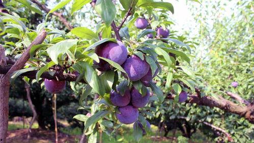 国产黑布林怎么种植视频,视频教程详解