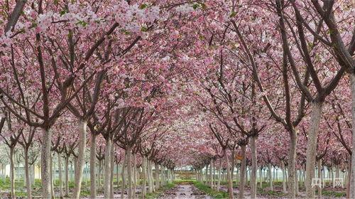 国产樱花视频基地夜夜春